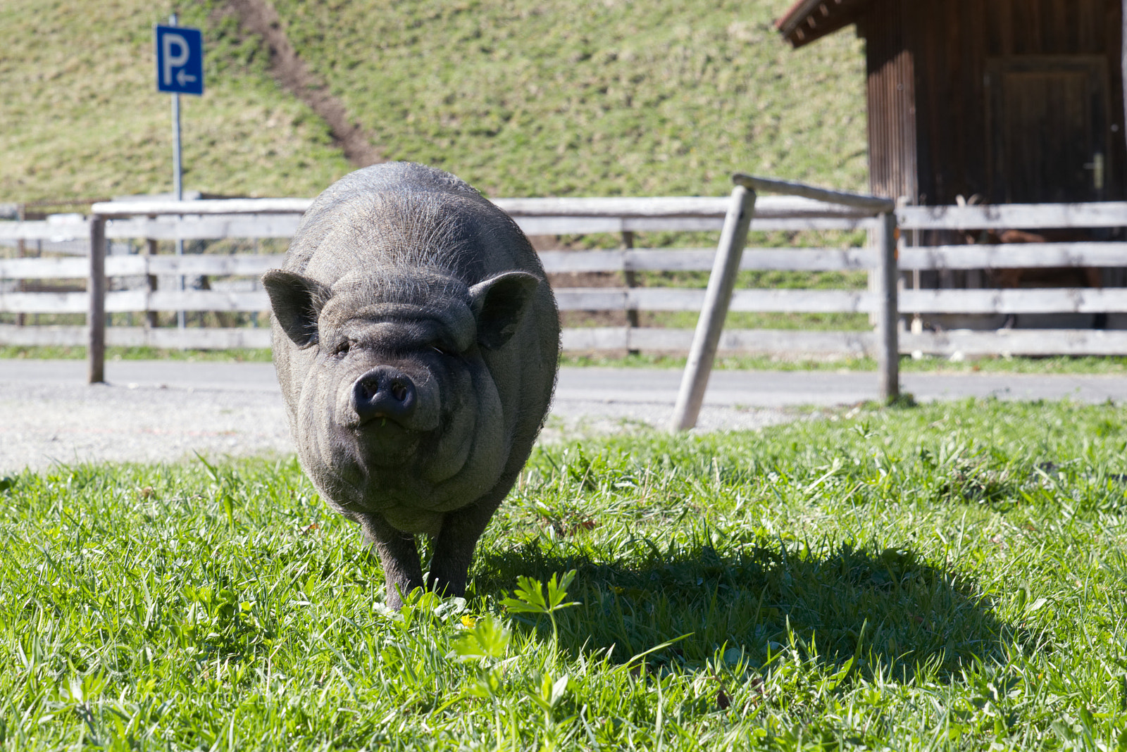 Nikon D5300 sample photo. Pig pic photography