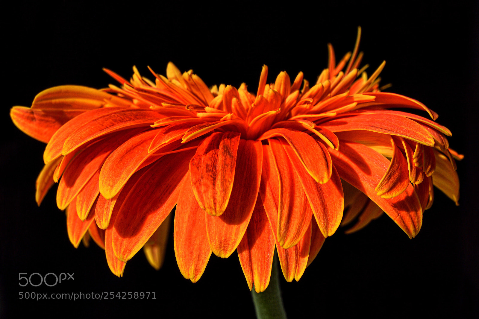 Nikon D7100 sample photo. Blaze of spring  photography