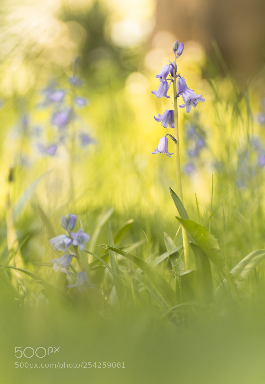 Nikon D7100 sample photo. Springtime photography