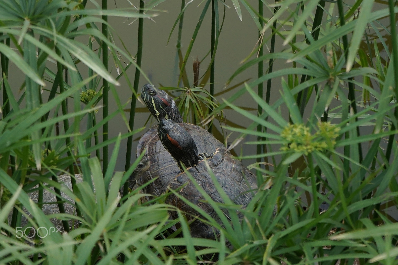 Sony FE 28-70mm F3.5-5.6 OSS sample photo. Turtle family photography