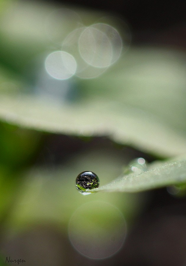 Canon EF 100mm F2.8L Macro IS USM sample photo. One... photography