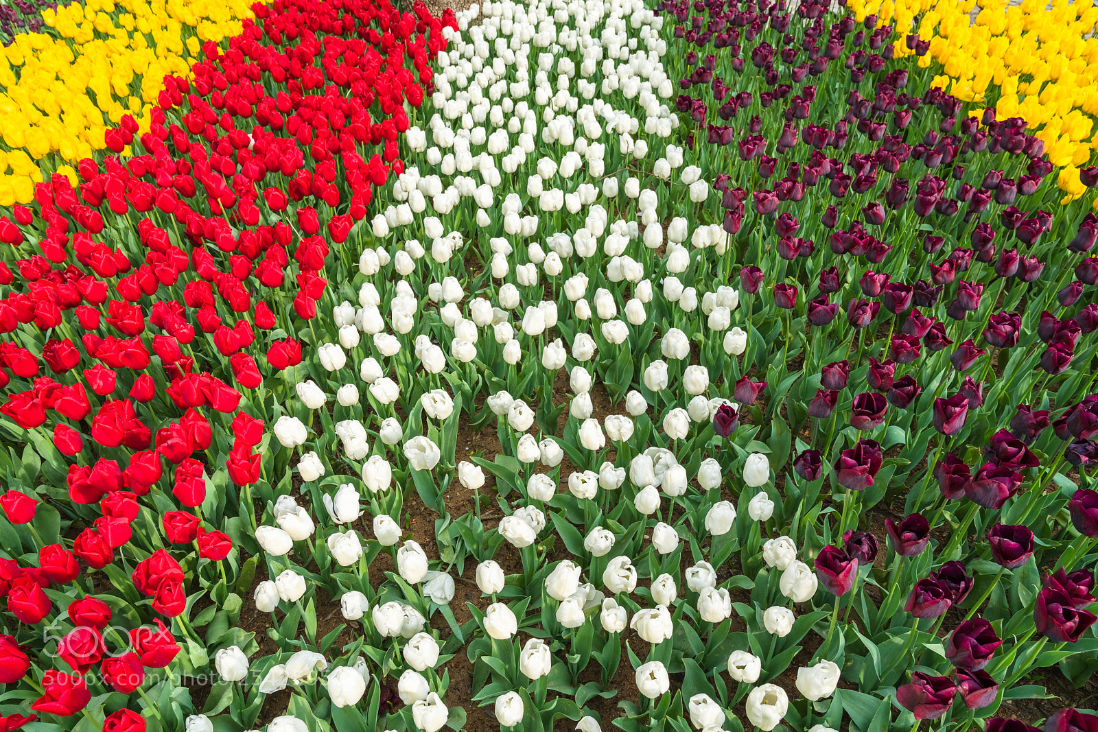 Sony a7R III sample photo. Tulips at emirgan park photography