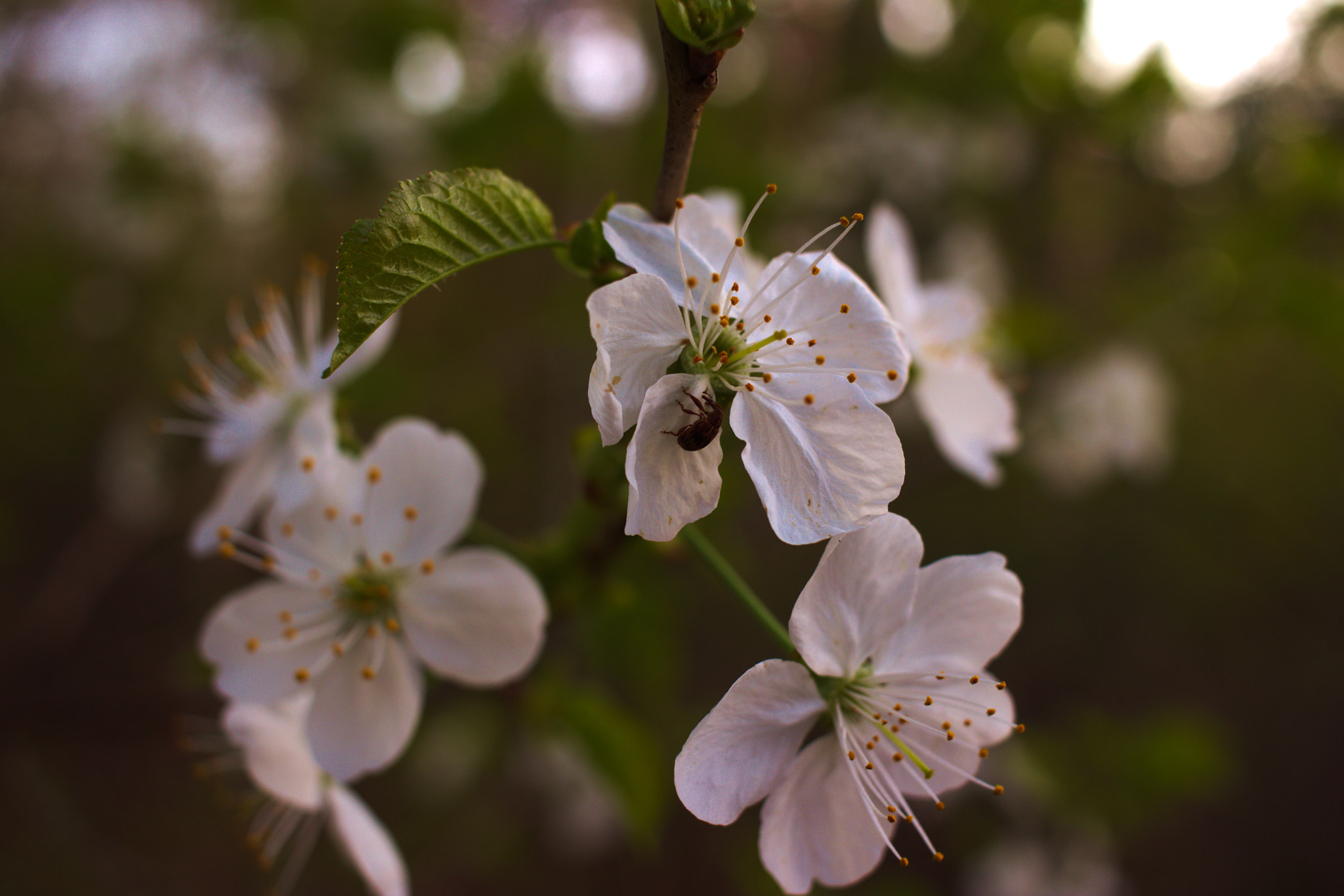 Canon EF-S 24mm F2.8 STM sample photo