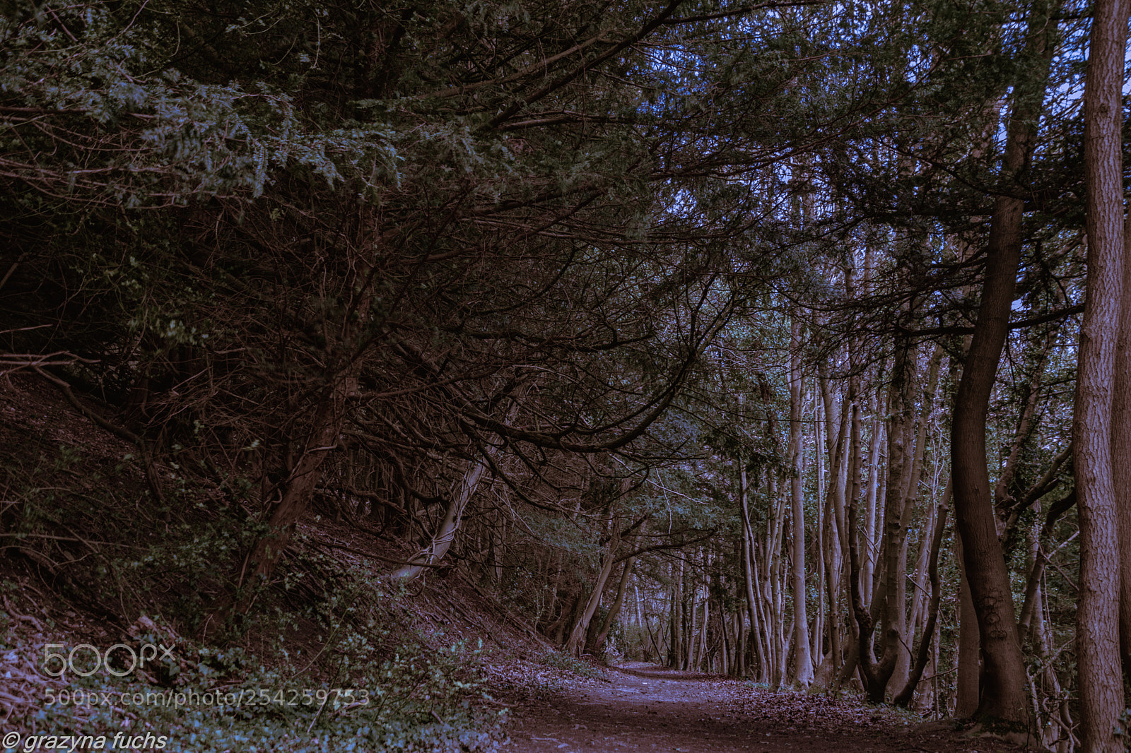 Nikon D3300 sample photo. The dark forest photography