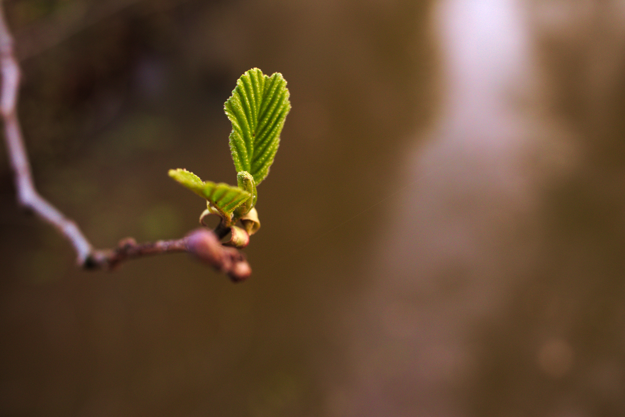 Canon EF-S 24mm F2.8 STM sample photo
