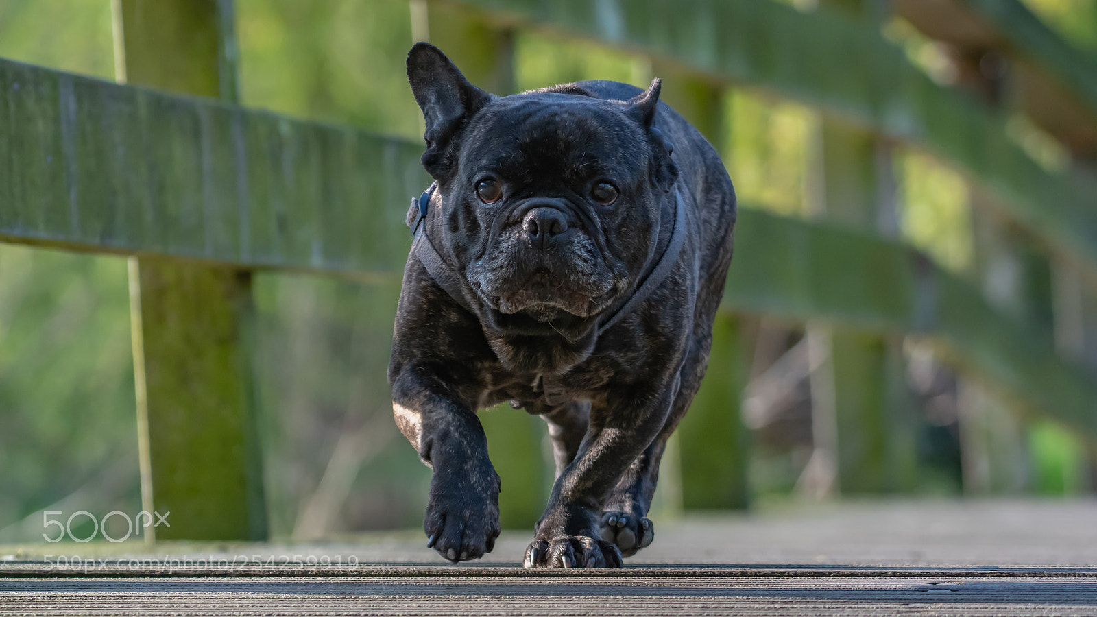 Nikon D500 sample photo. Donald (dog shoot) photography