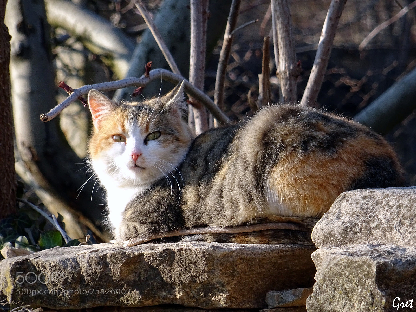 Sony DSC-HX60 sample photo. A beautiful cat photography