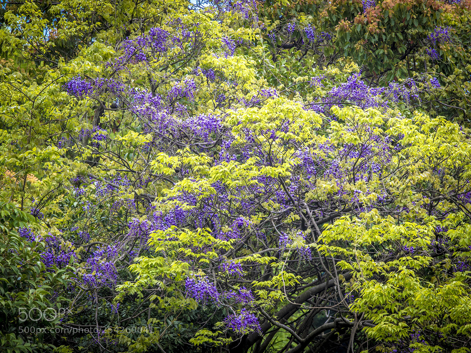 Nikon D5 sample photo. Wild wisteria photography