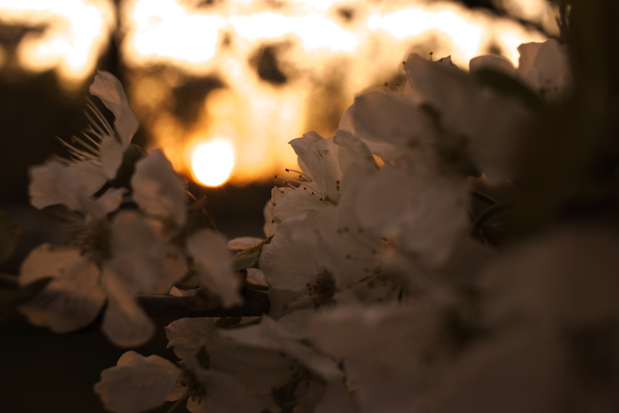 Canon EF-S 24mm F2.8 STM sample photo