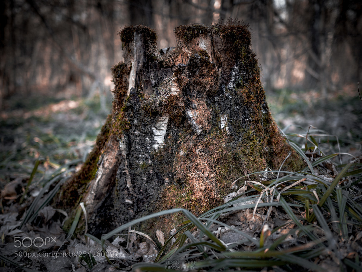 Olympus OM-D E-M1 sample photo. Stump photography