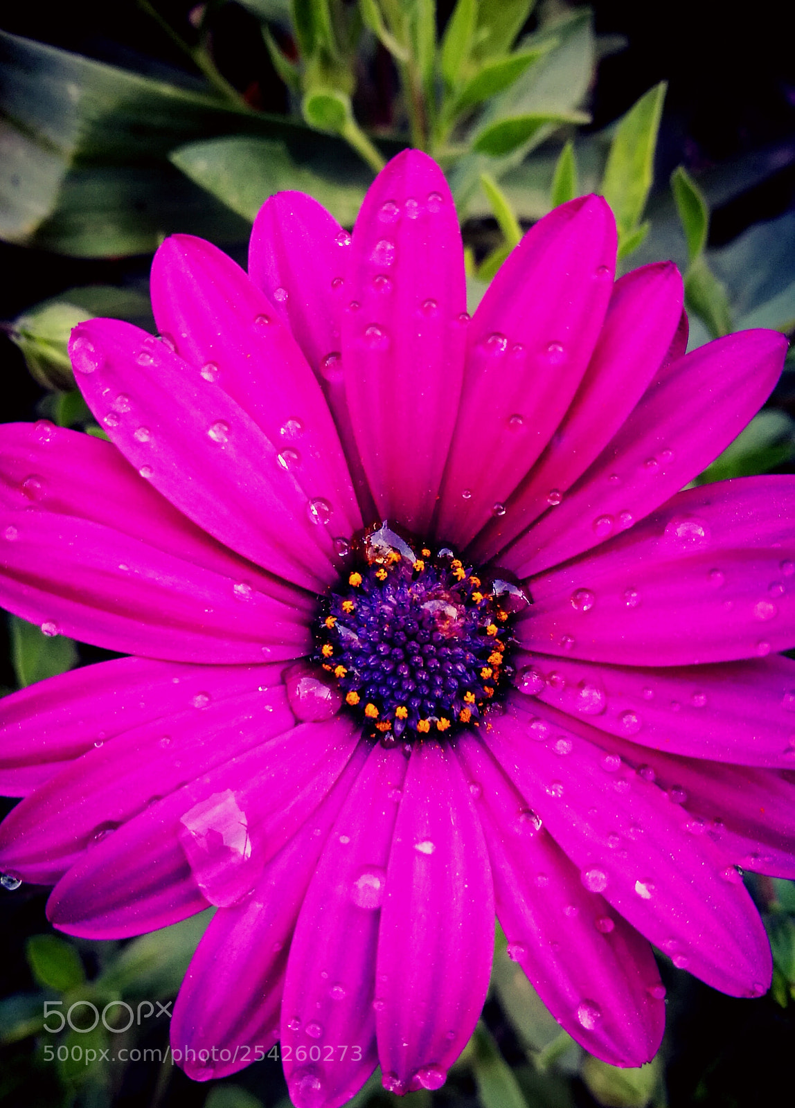HUAWEI P9 sample photo. Flower photography