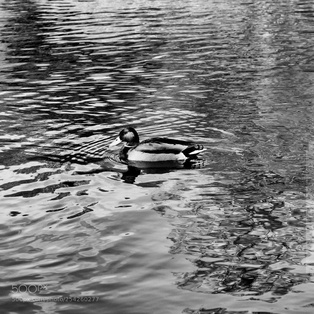 Canon EOS 600D (Rebel EOS T3i / EOS Kiss X5) sample photo. A duck photography