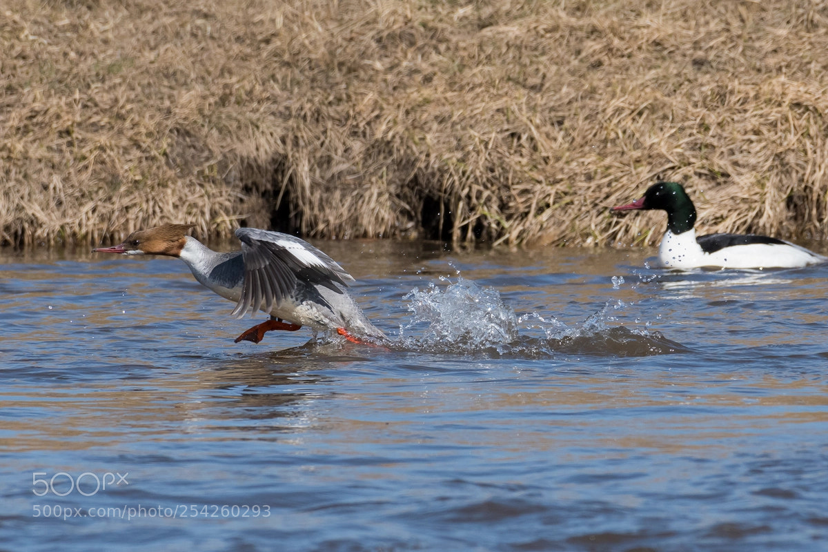 Nikon D500 sample photo. Common merganser photography