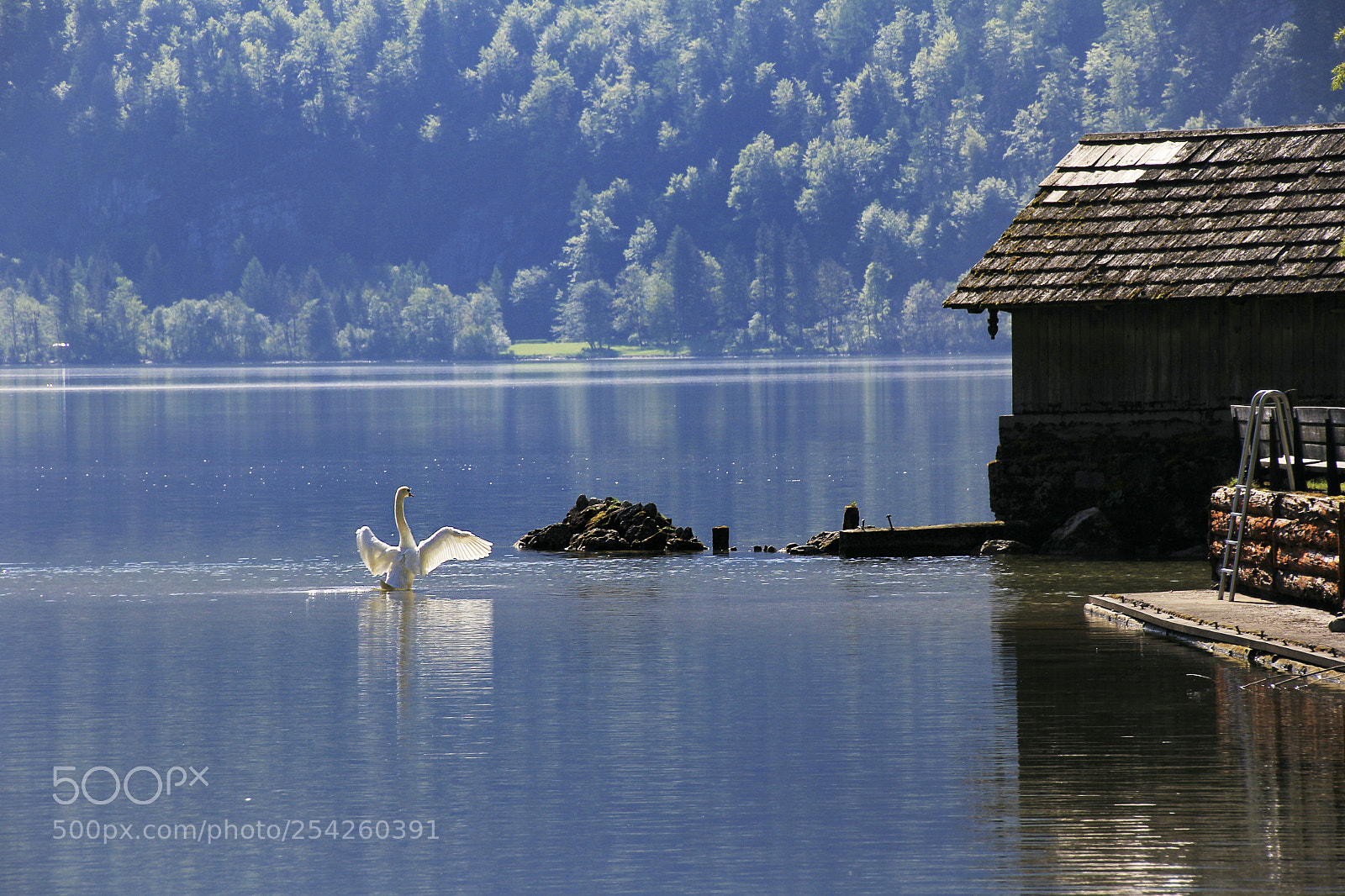 Canon EOS 60D sample photo. Swan lake photography