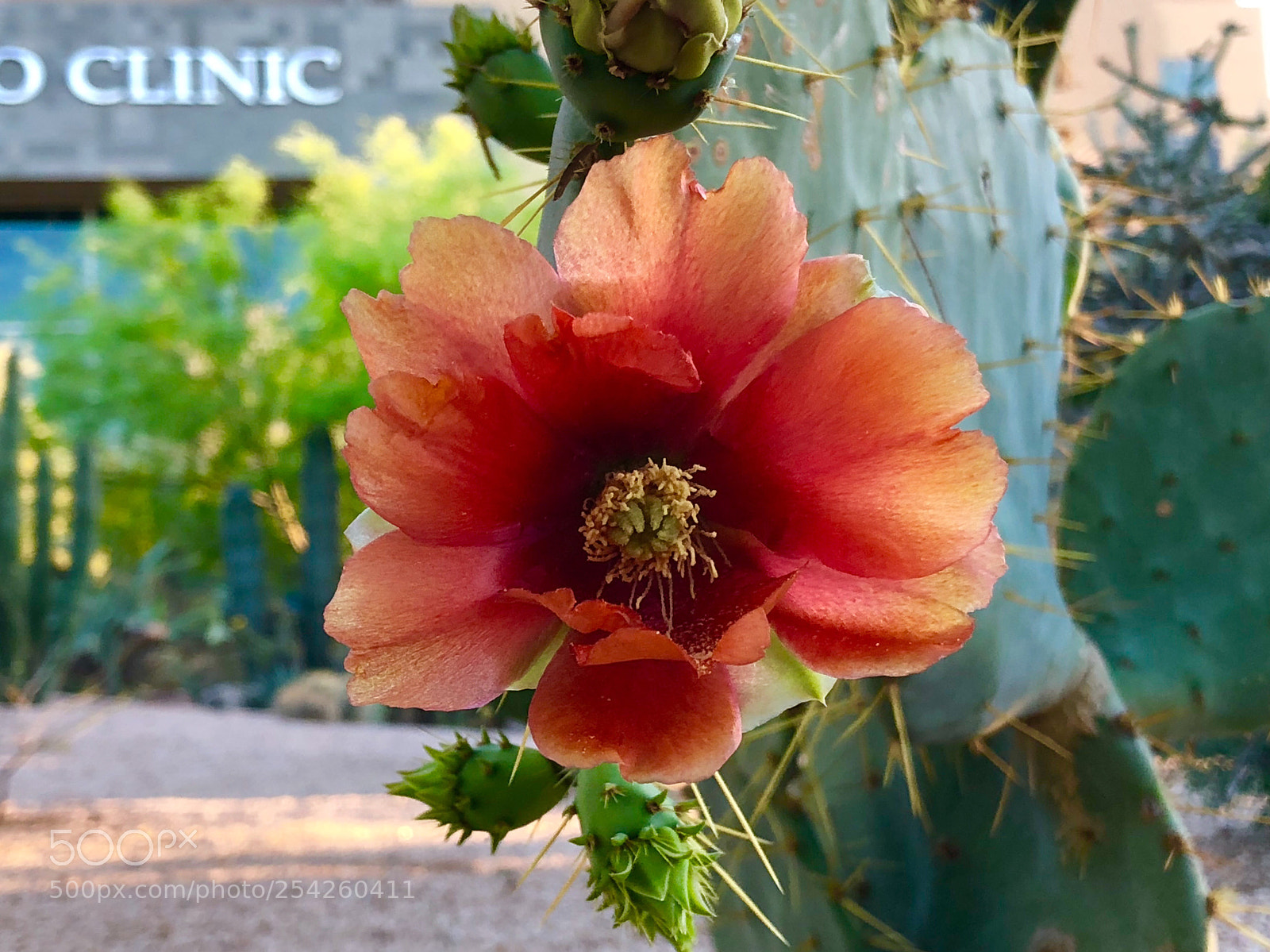 Apple iPhone 8 Plus sample photo. Az sunset colors.  nice! photography