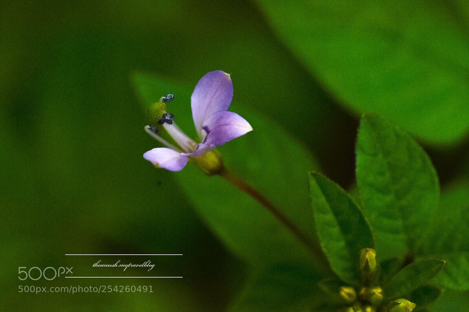 Nikon D7200 sample photo. Wild flowers photography