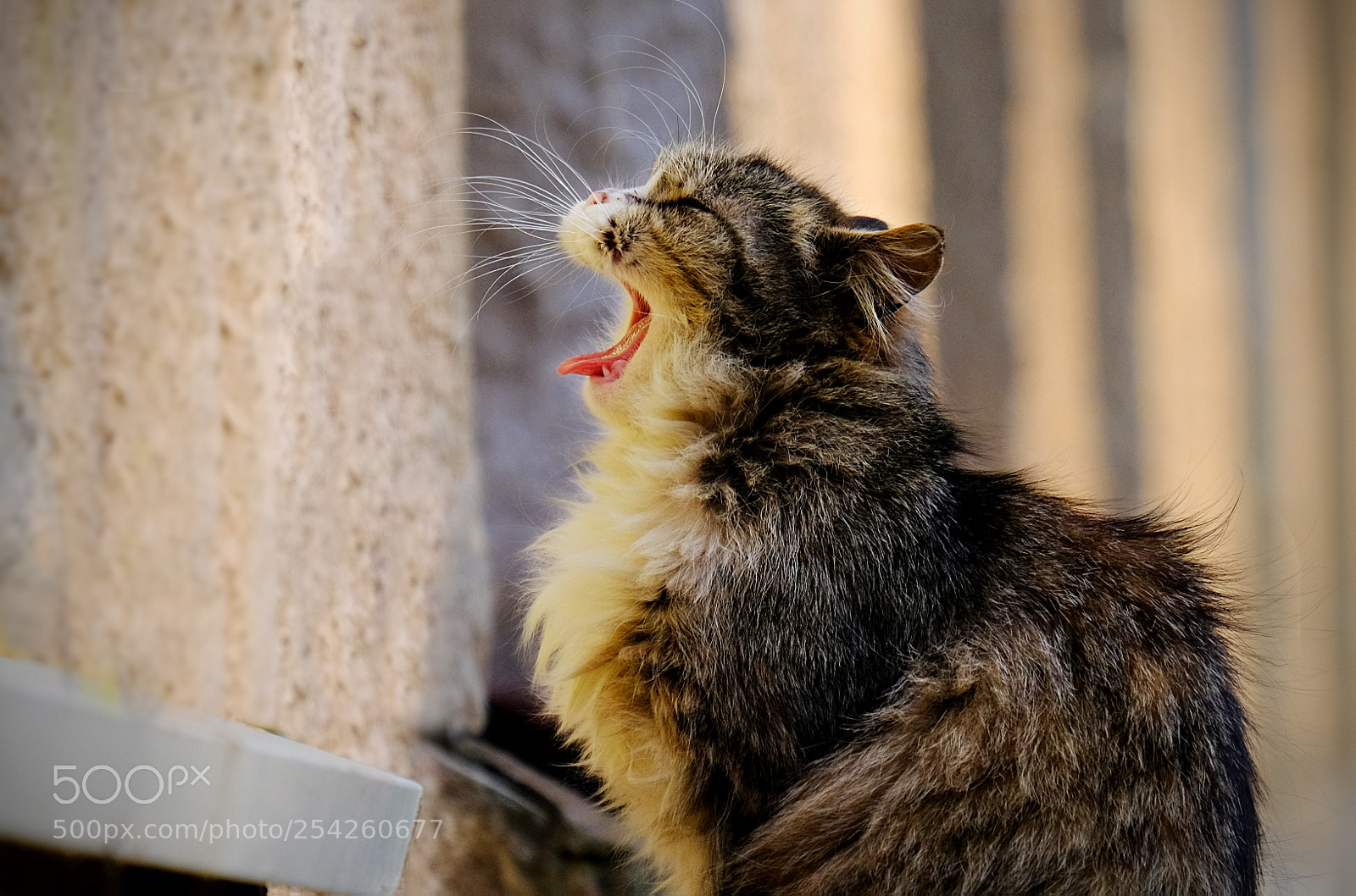 Fujifilm X-T20 sample photo. Aborable cat on windowsill photography