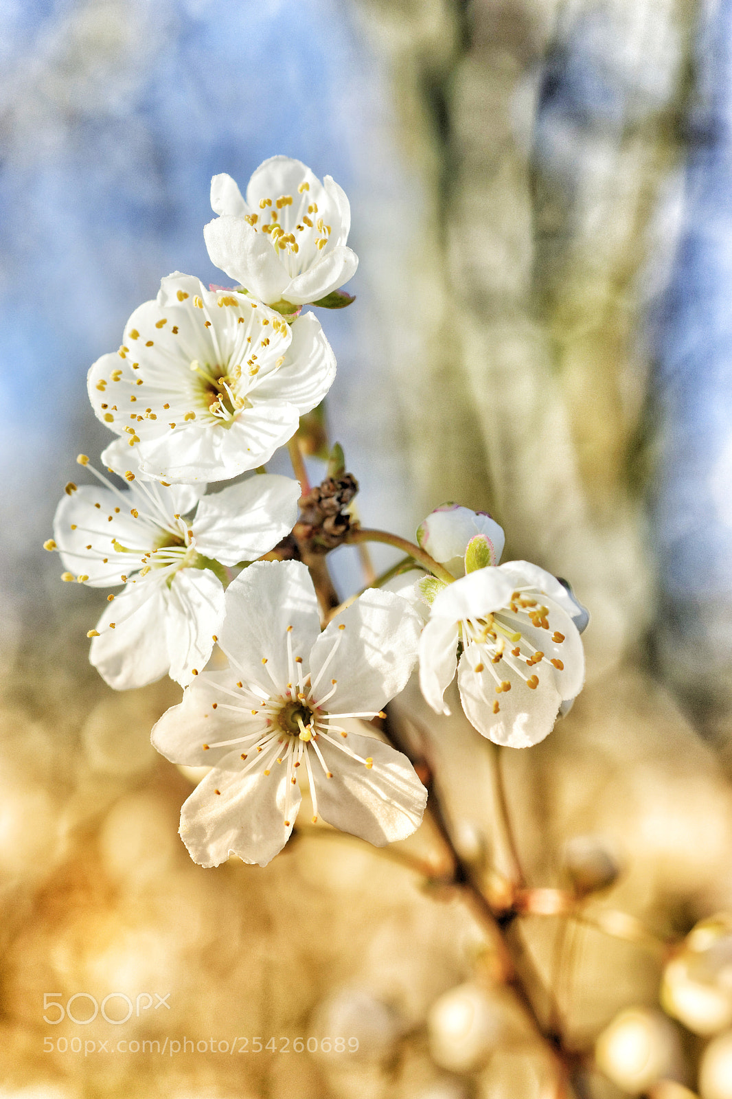 Nikon D5300 sample photo. Cherry flowers photography
