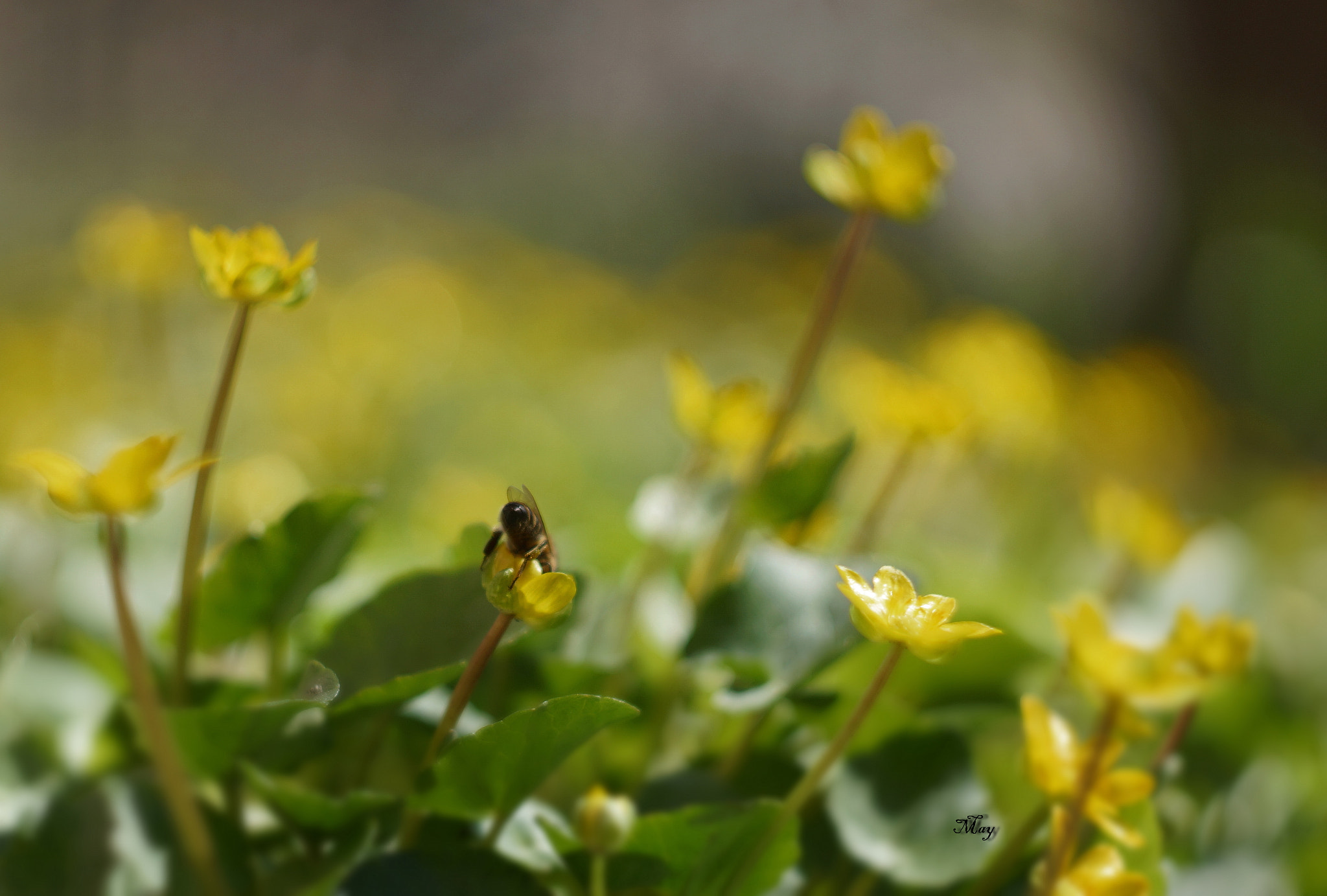 Sony SLT-A65 (SLT-A65V) + Minolta AF 50mm F1.7 sample photo. Everyone has their own work))) photography