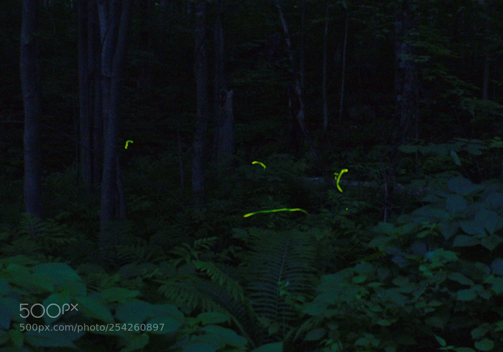 Canon EOS 1100D (EOS Rebel T3 / EOS Kiss X50) sample photo. Nuptial for fireflies photography