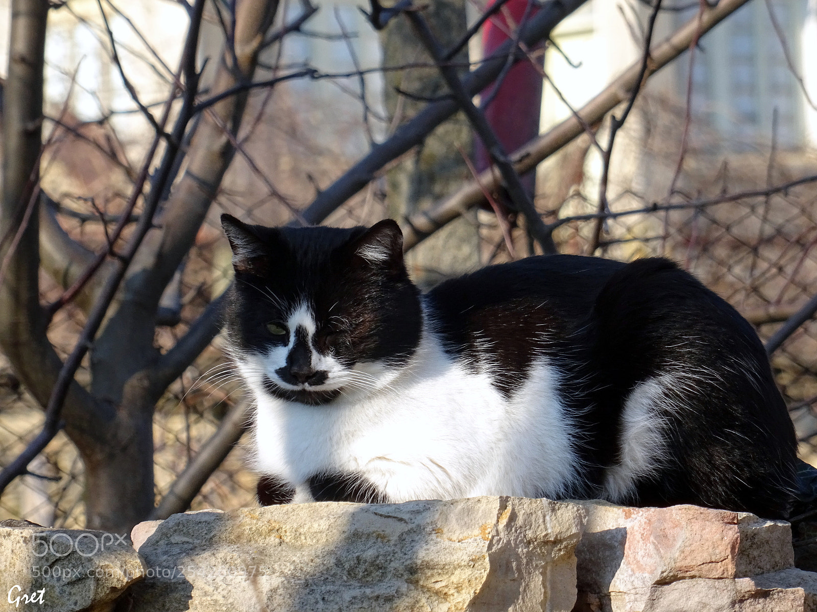 Sony DSC-HX60 sample photo. Black and white cat photography