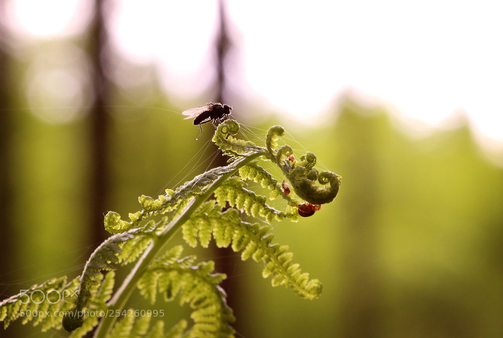 Canon EOS 70D sample photo. Captured? photography