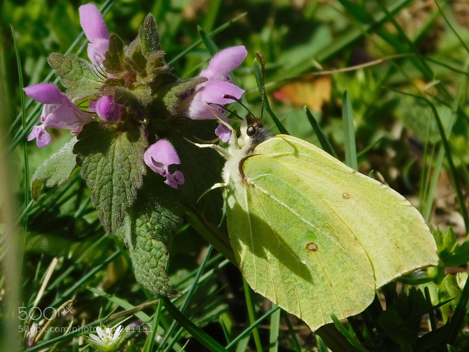 Nikon Coolpix L840 sample photo. Gonepteryx rhamni photography