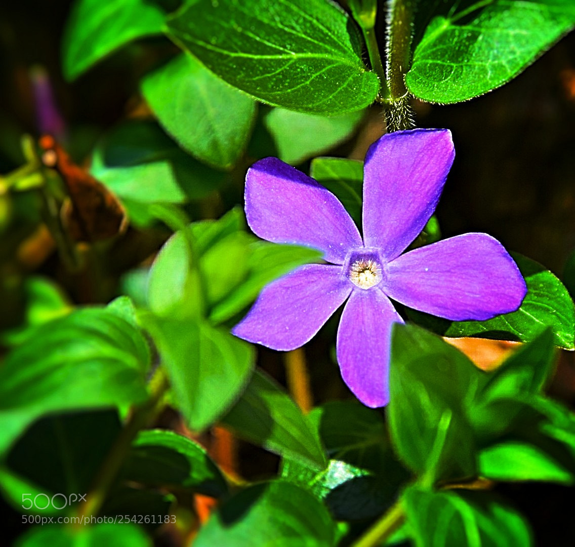 Nikon D5300 sample photo. Ein farbtupfer im gr photography