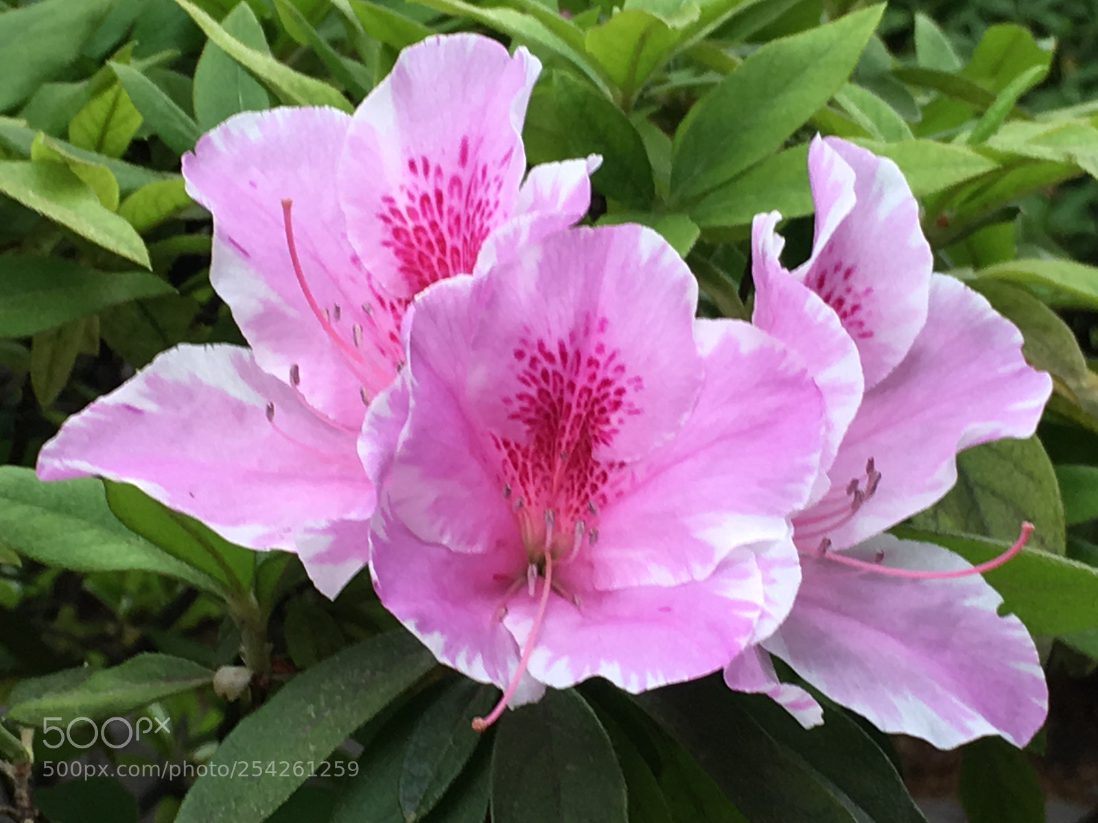 Apple iPhone 6s Plus sample photo. Spring2018 flowers photography