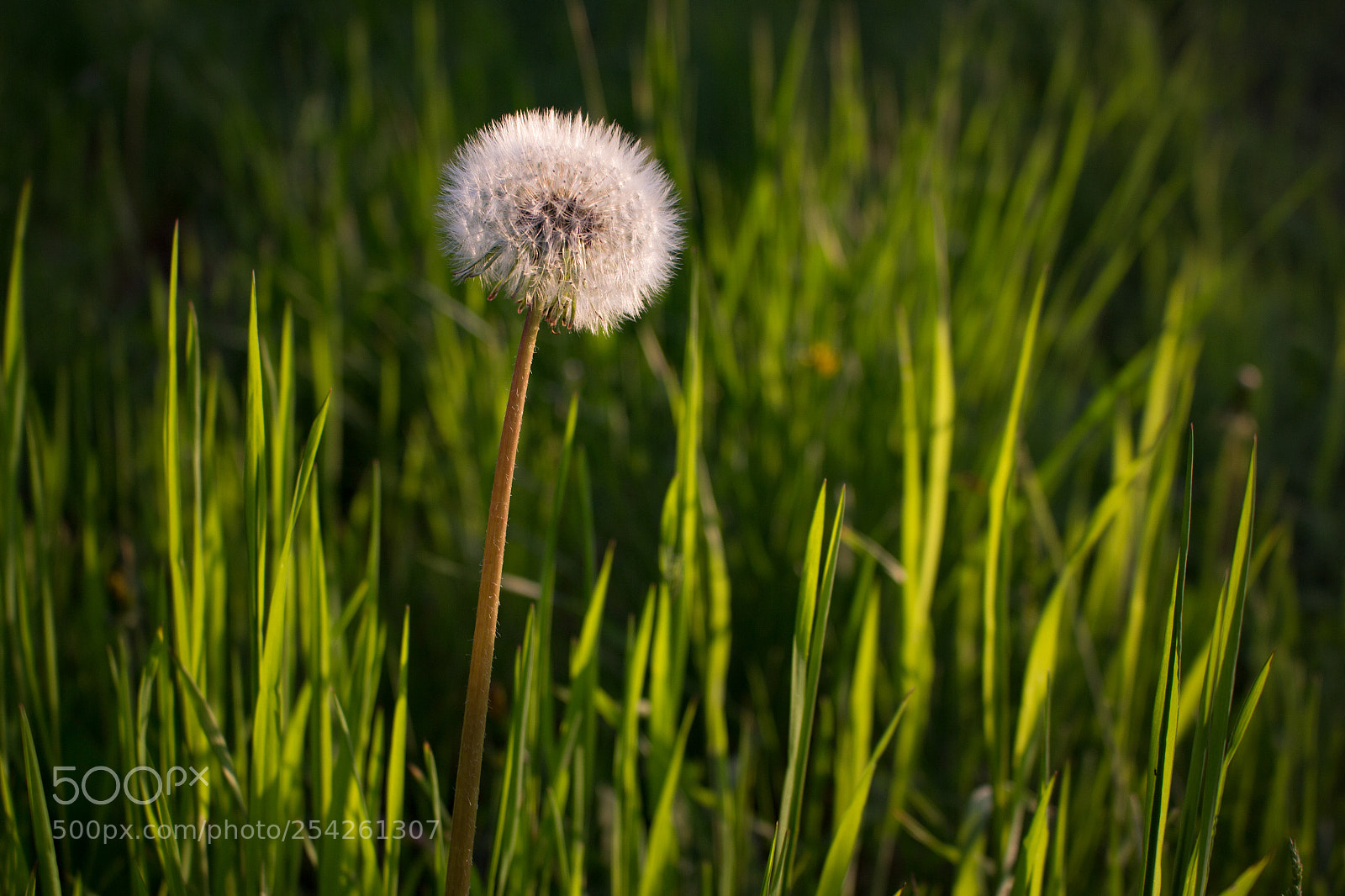 Canon EOS 700D (EOS Rebel T5i / EOS Kiss X7i) sample photo. Untitled photography