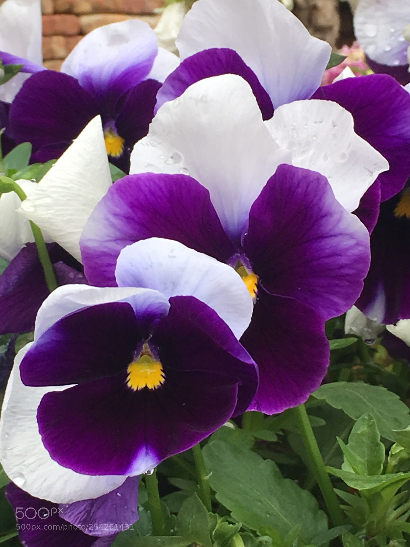 Apple iPhone 6s Plus sample photo. Spring2018 flowers photography