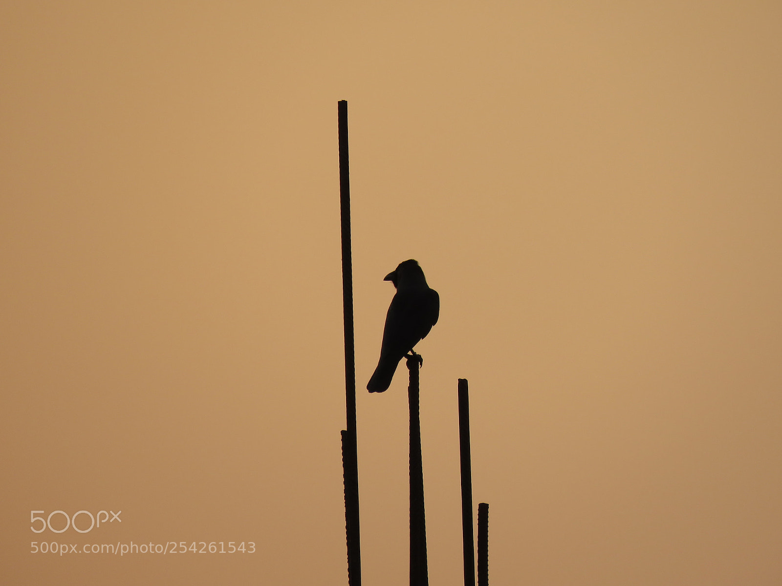 Canon PowerShot SX60 HS sample photo. A bird photography