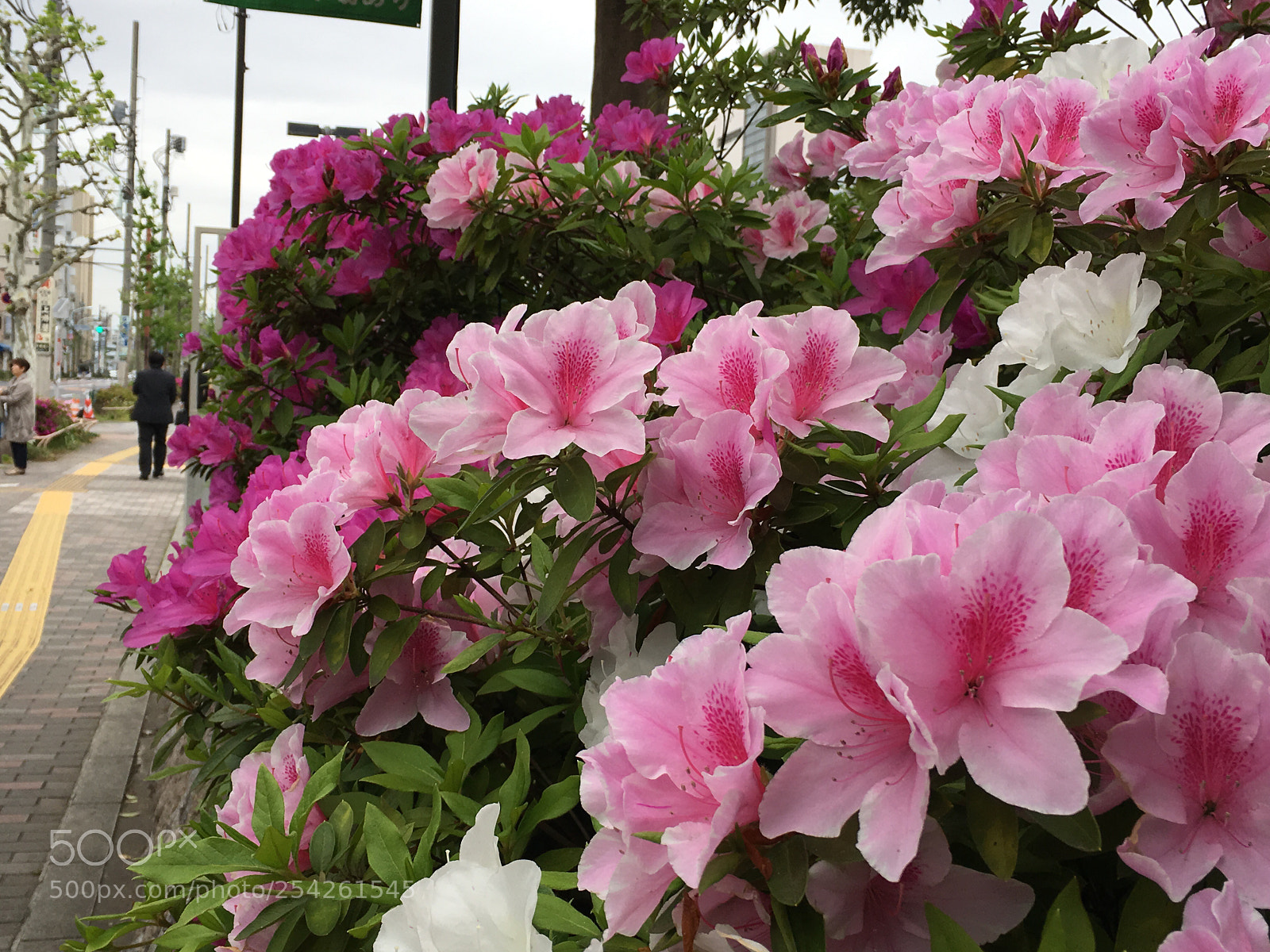 Apple iPhone 6s Plus sample photo. Spring2018 flowers photography