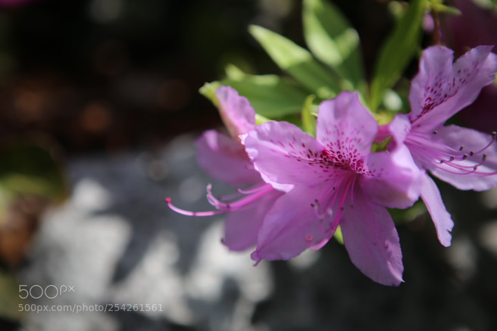 Canon EOS 6D + Canon EF 24-70mm F2.8L USM sample photo. Img photography