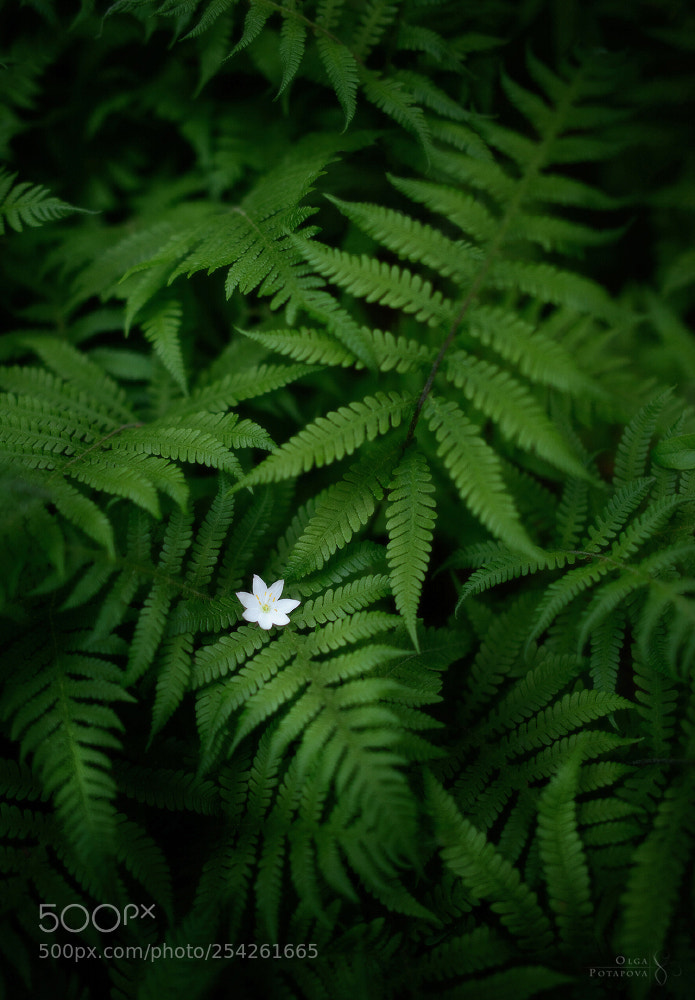 Nikon D800 sample photo. The fern flower photography