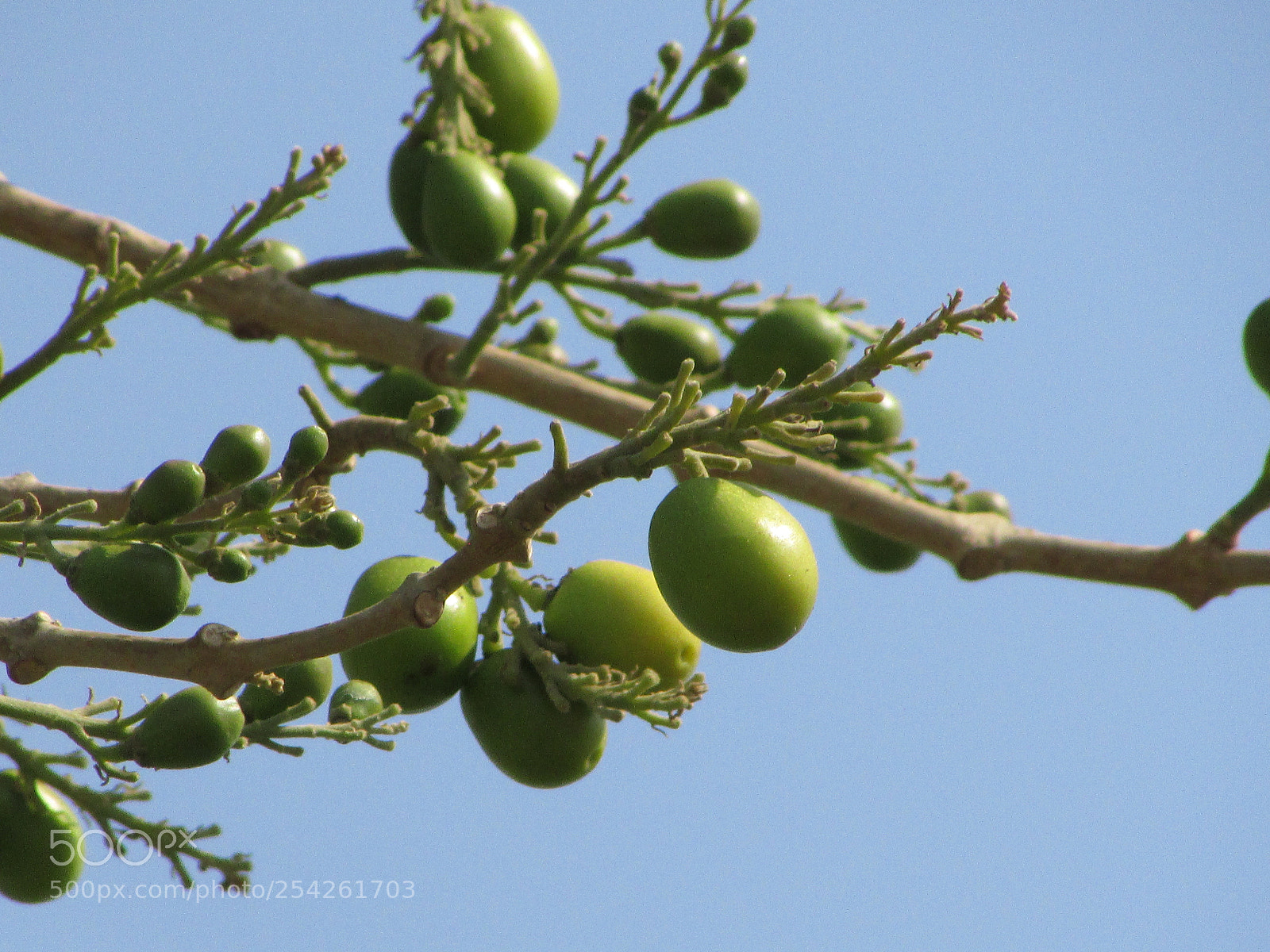 Canon PowerShot SX400 IS sample photo. Ambarella photography