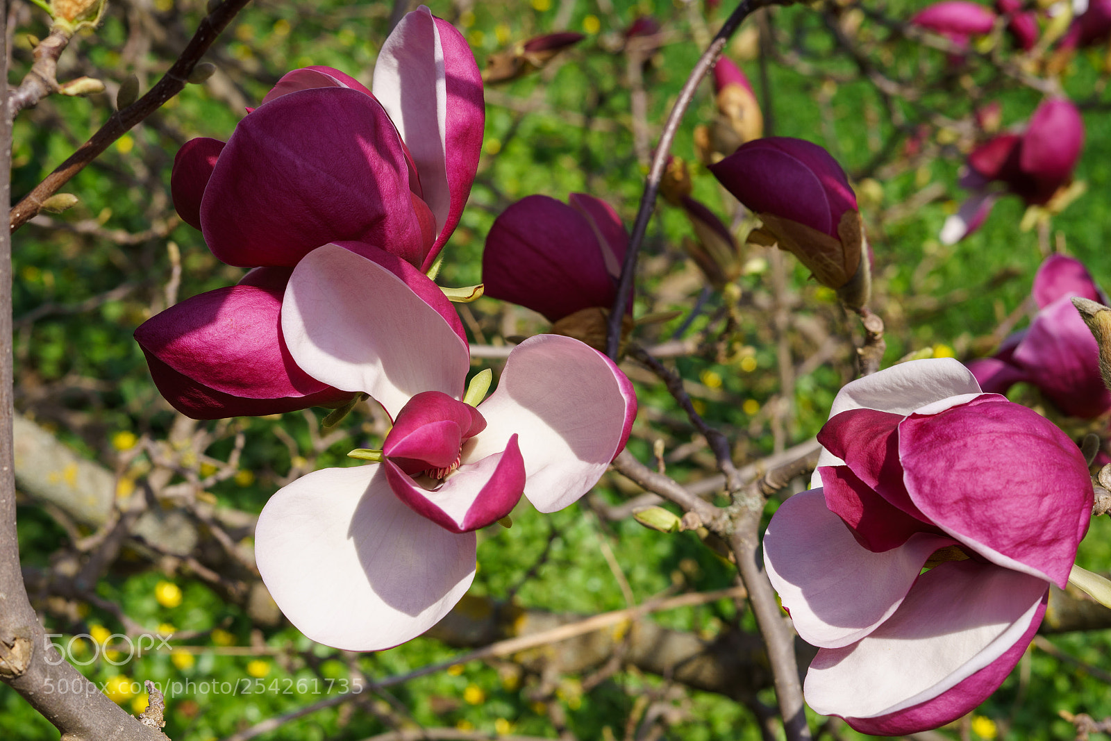 Sony a7 II sample photo. Dsc photography