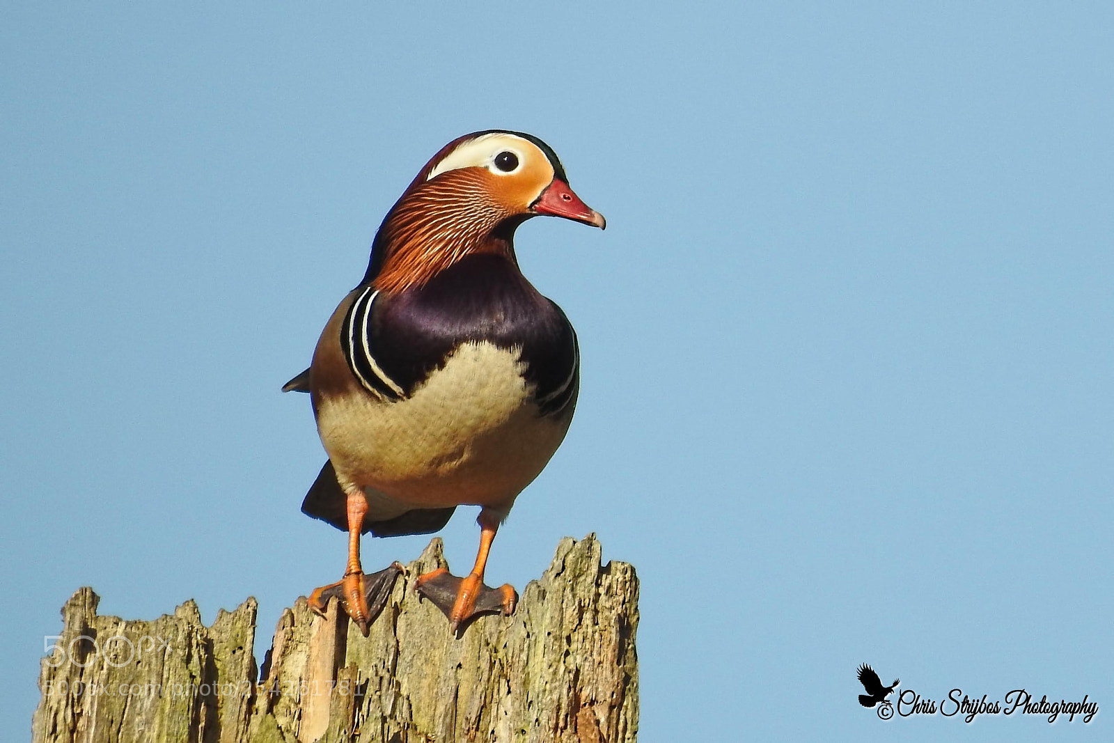 Nikon Coolpix P900 sample photo. Mandarin duck photography