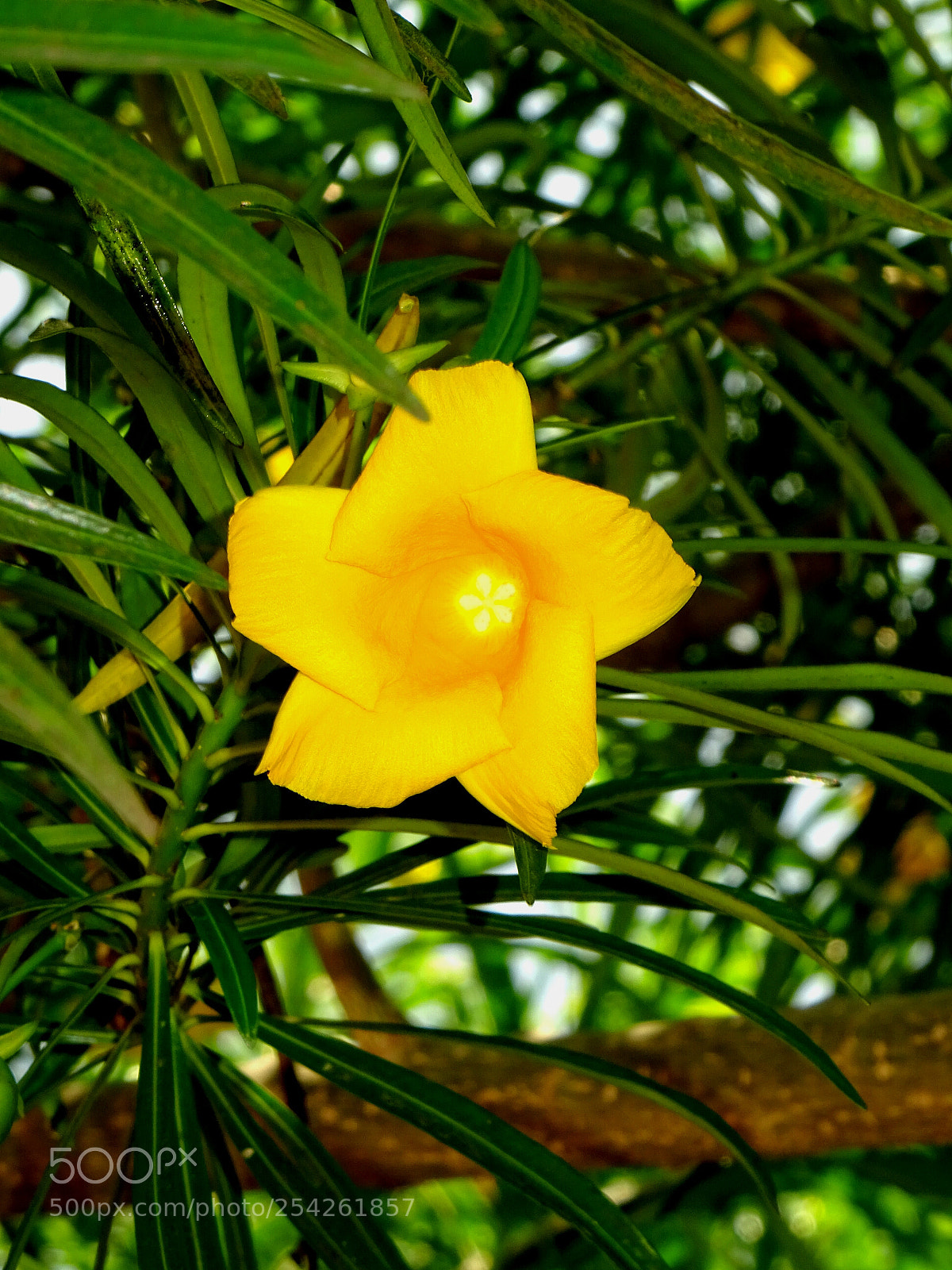 Sony DSC-HX60V sample photo. Yellow flower photography