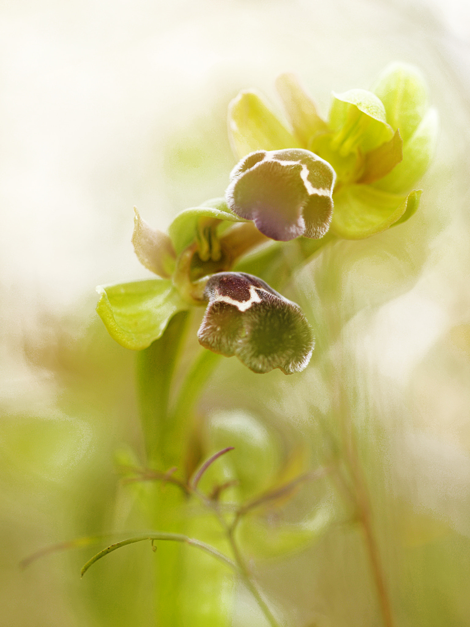 Olympus E-30 sample photo. Orquideas photography