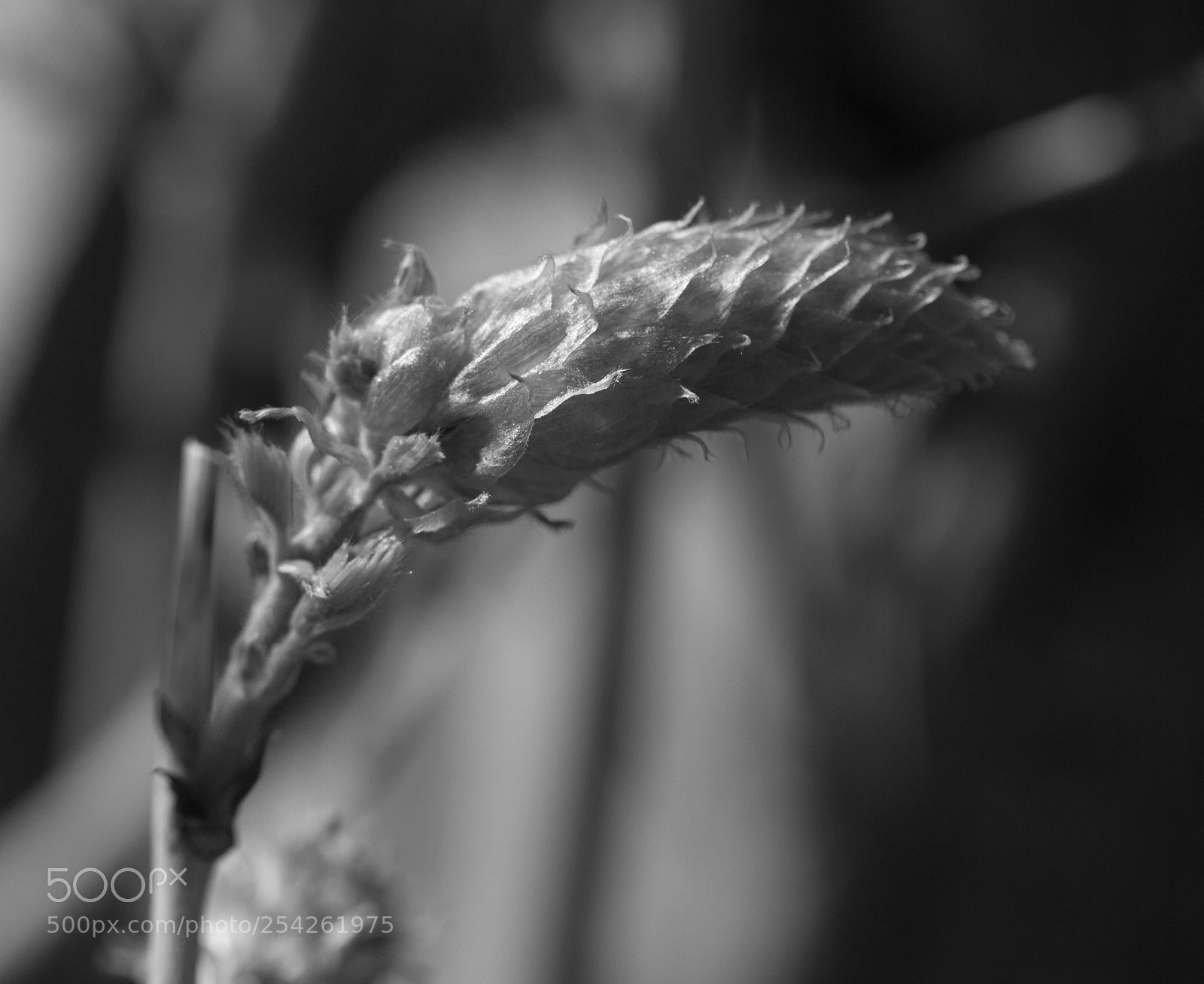 Canon EOS 700D (EOS Rebel T5i / EOS Kiss X7i) sample photo. Zwart wit photography