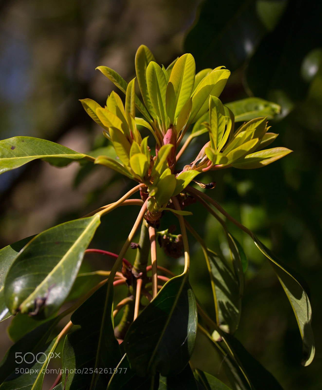 Canon EOS 700D (EOS Rebel T5i / EOS Kiss X7i) sample photo. Groen photography