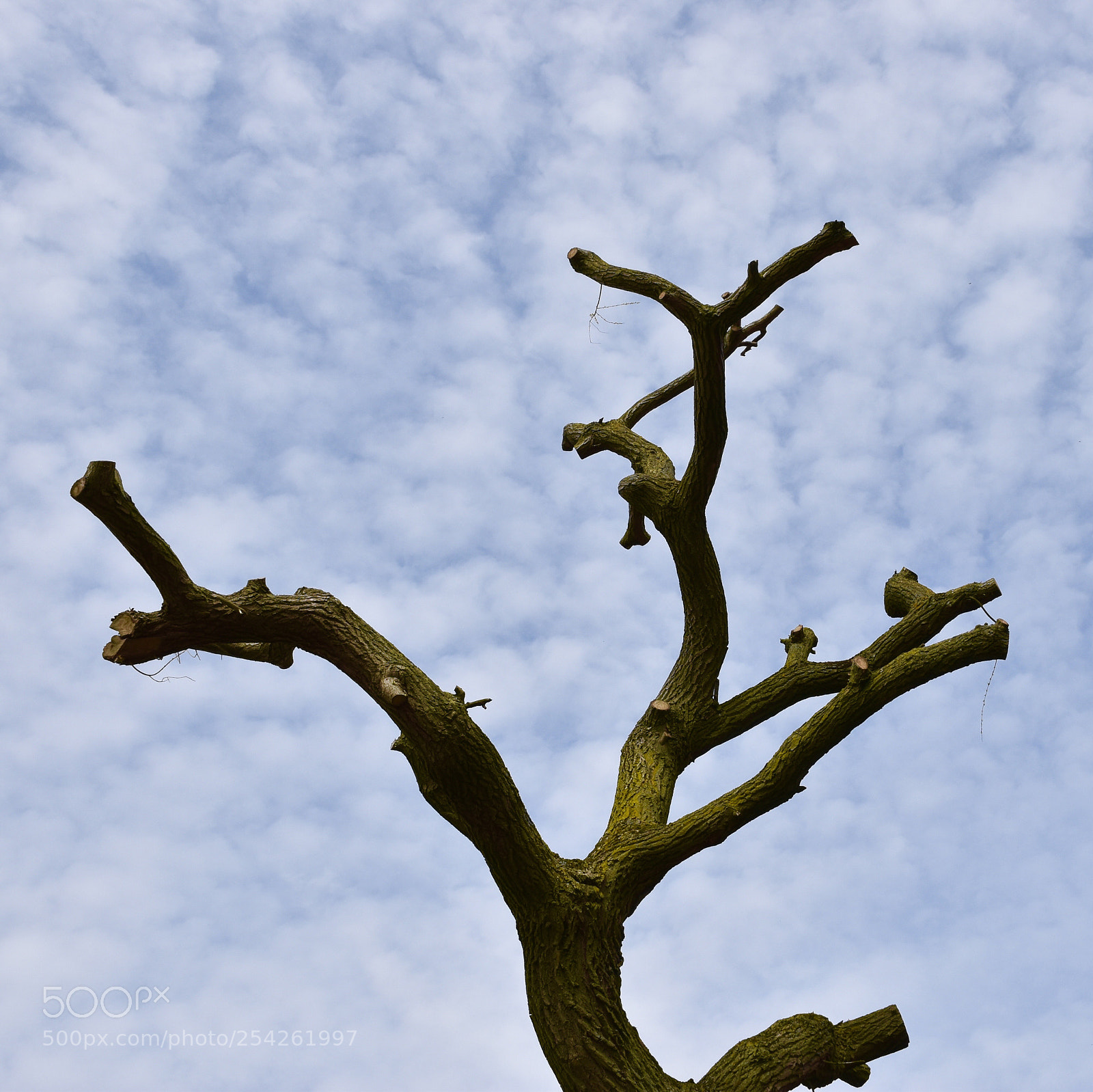 Nikon D5600 sample photo. Naked tree photography