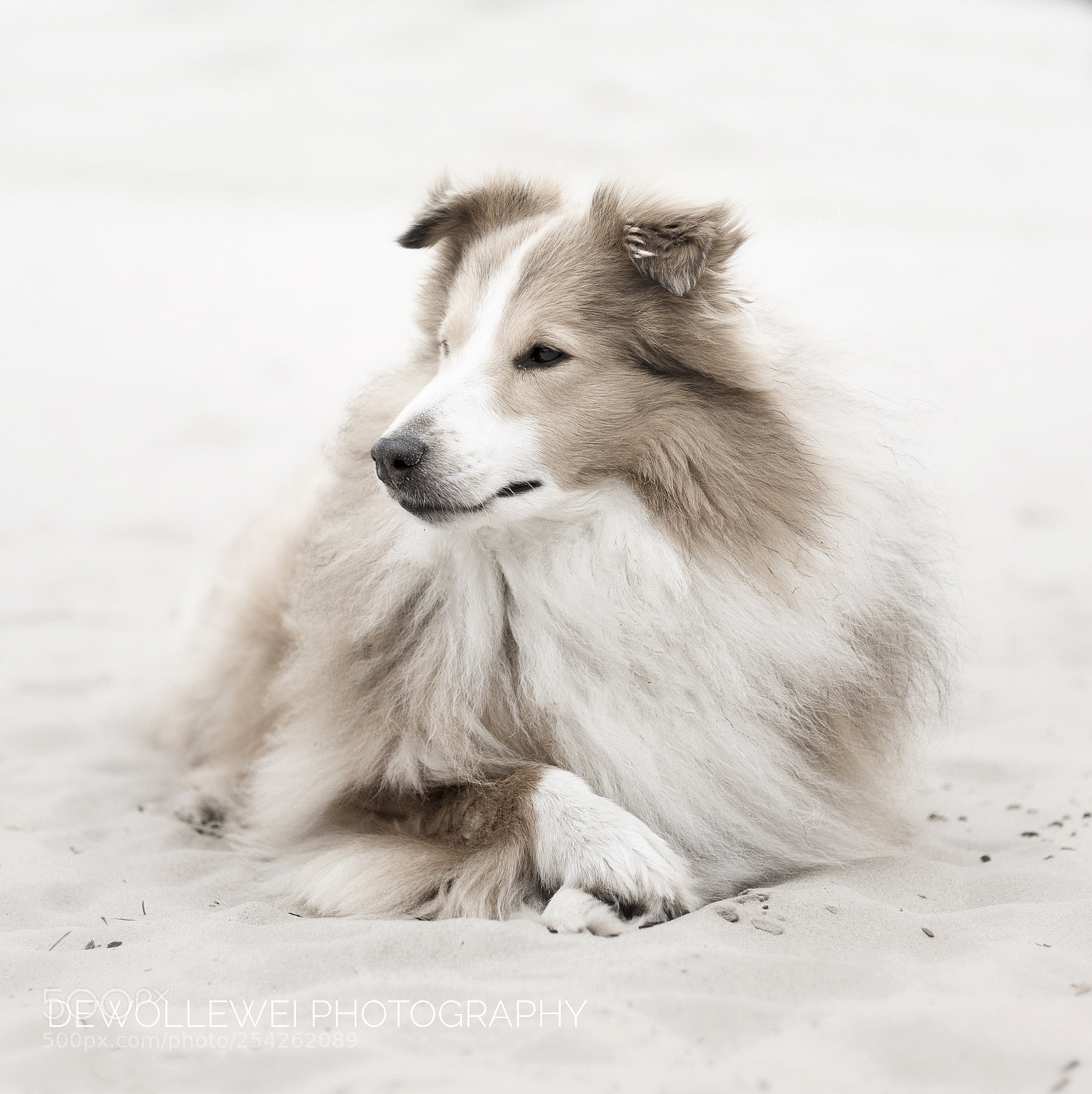 Canon EOS 7D Mark II sample photo. Dyoux the sheltie photography