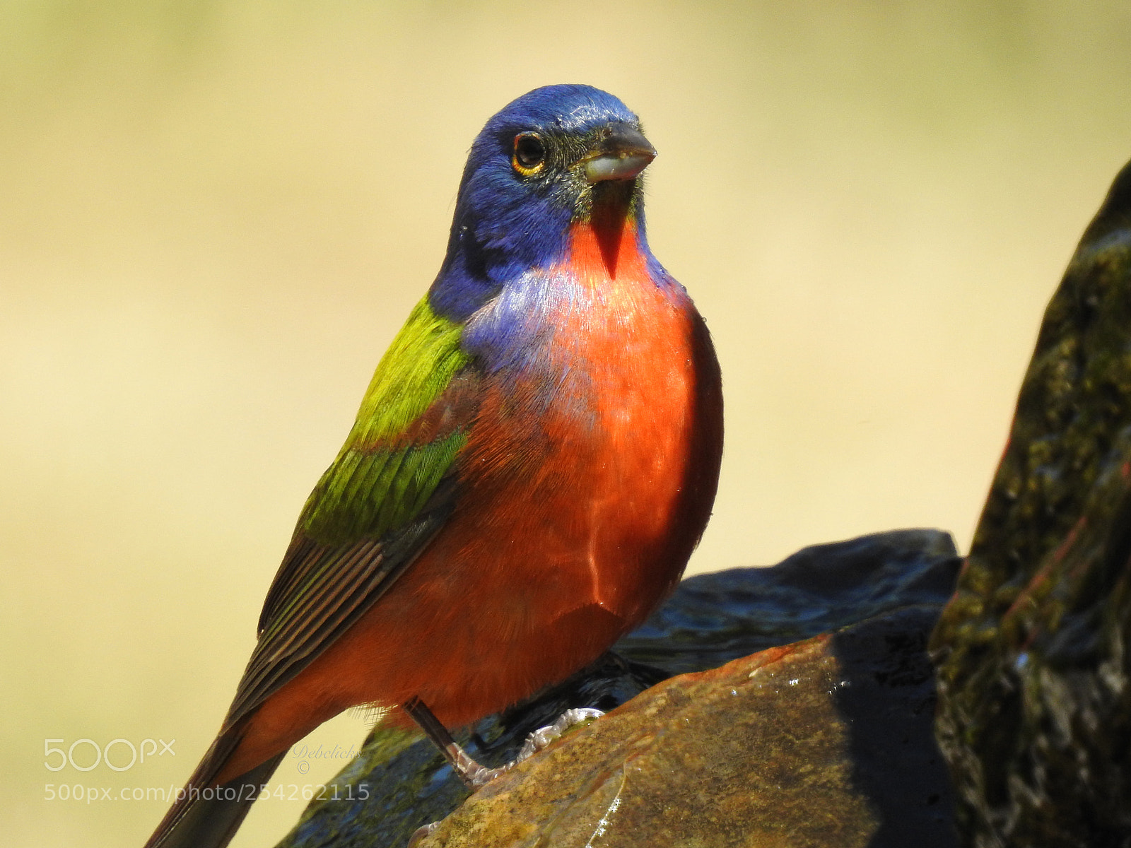 Nikon Coolpix P900 sample photo. Painted bunting photography