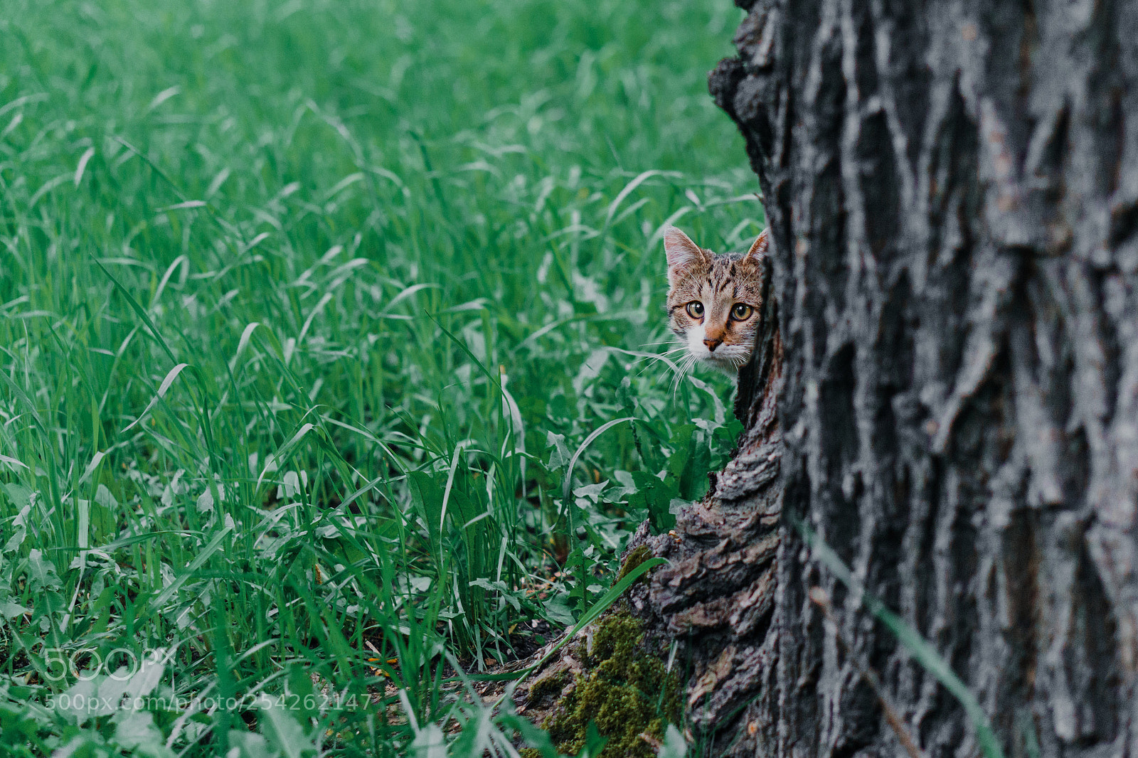 Sony a6000 sample photo. Secret cat photography