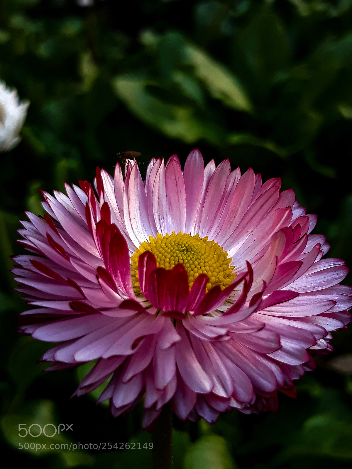 Samsung Galaxy J5 sample photo. Beautiful nature photography