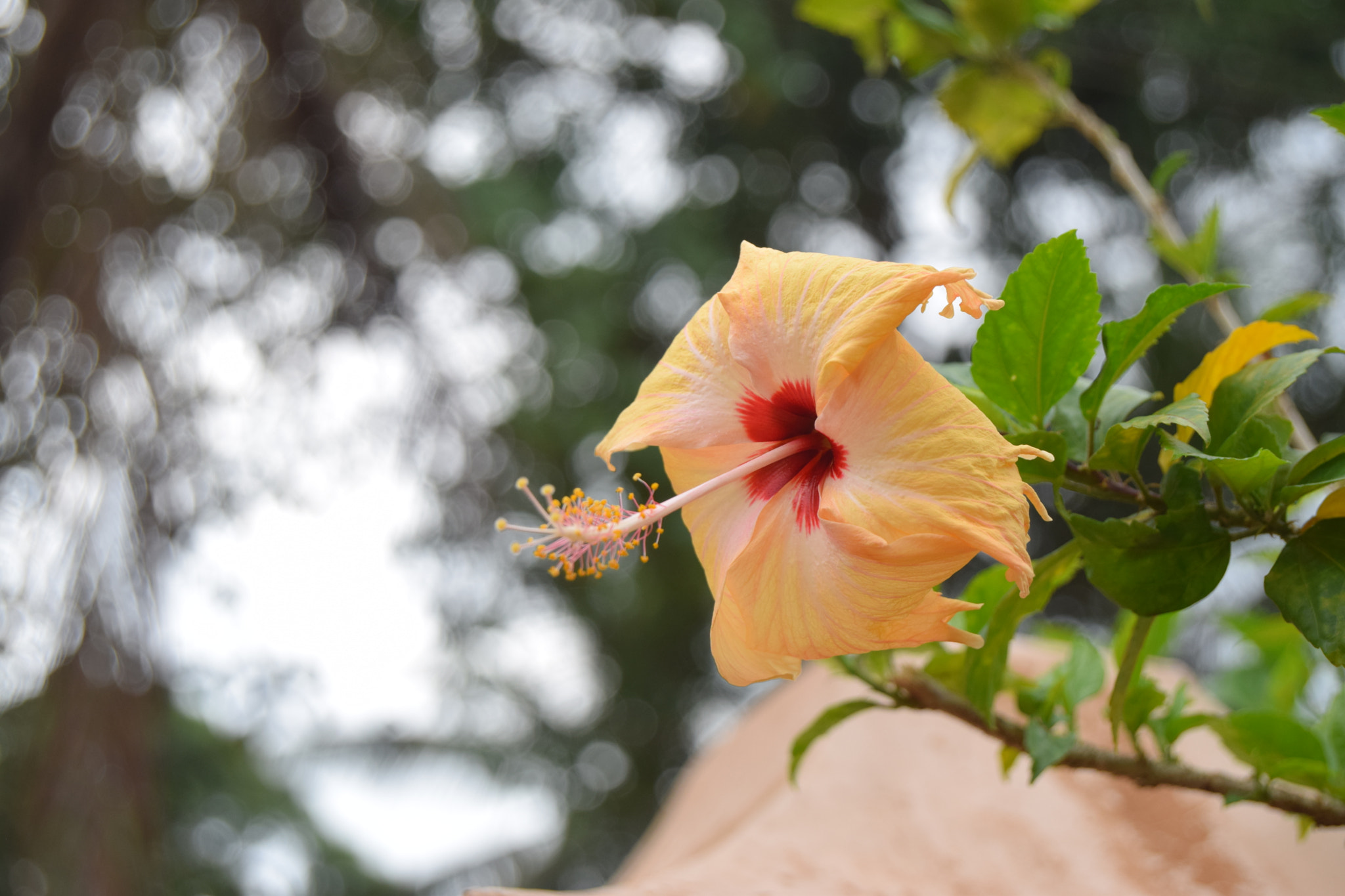 Nikon D3300 sample photo. Flower... photography