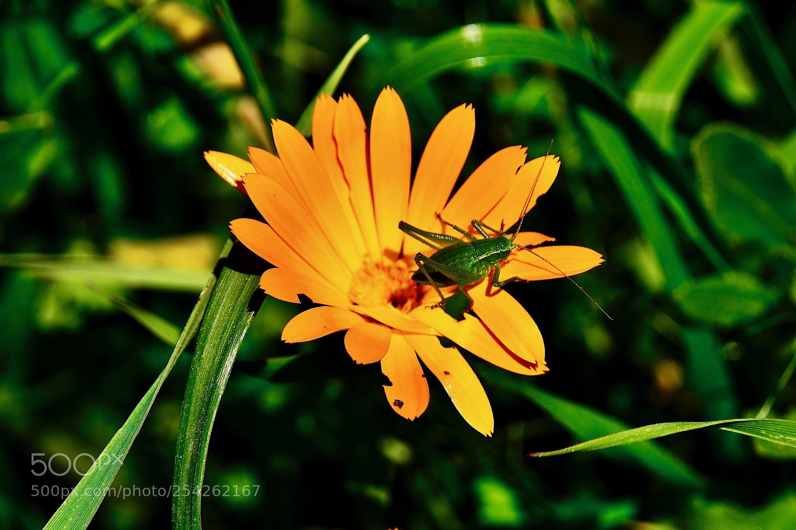 Nikon D7000 sample photo. Rsm photography