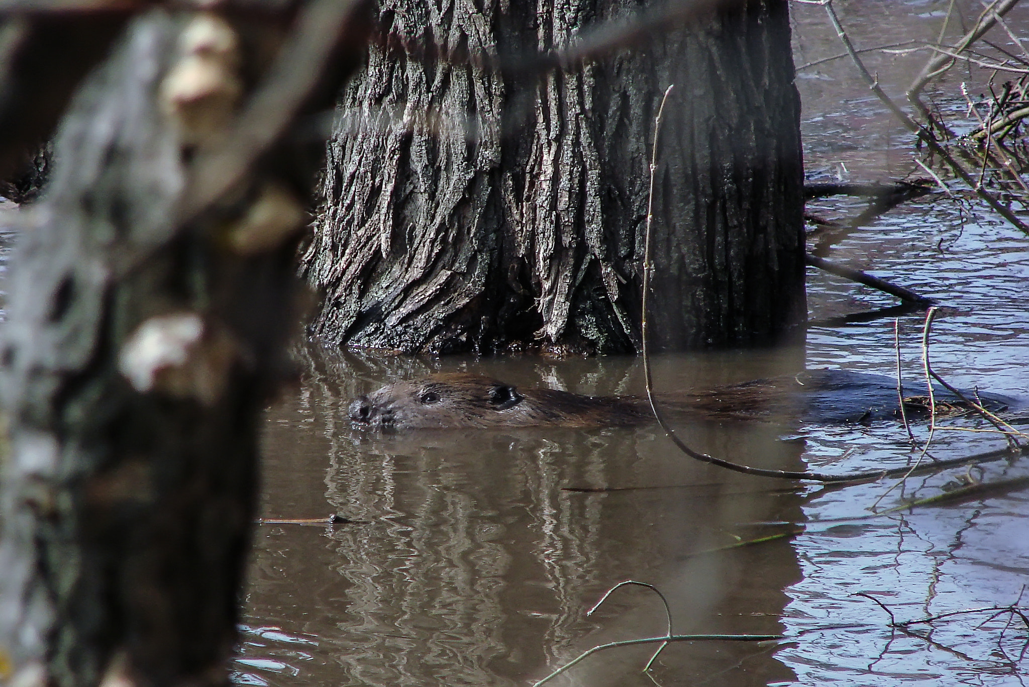 Sony DSC-H5 sample photo. Beaver in a flood photography